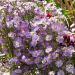 Aster d’automne haut ‘Pink Star’