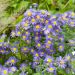 Aster de Nouvelle Belgique ‘Eventide’