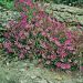 Silene schafta ou silène du Caucase rose