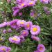 Aster de Nouvelle Belgique ‘Patricia Ballard’