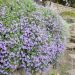 Aubriète bleue