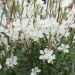 Gaura blanc ou Œnothera lindheimeri
