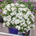 Arabis caucasica Alabaster