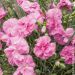 Oeillet plumarius Tickled rose