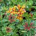 Sedum Kamtschatka panaché