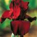 Iris à grandes fleurs Spartan