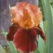Iris à grandes fleurs 'Natchez Trace'