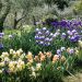 Iris germanica en mélange