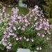 Sauge vivace greggii MIRAGE TM Soft Pink, vivace facile Meilland Richardier