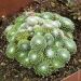 Joubarbe ou Sempervivum CHICK CHARMS ® Cotton Candy