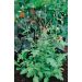 Verveine officinale