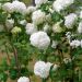 Boule de neige