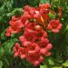 Bignone ou Campsis X tagliabuana 'Madame Galen'