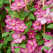 Clématite ou Clematis X 'Ville de Lyon'