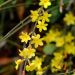 Jasmin d'hiver - Jasminum nudiflorum