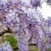 Glycine de Chine bleue Wisteria sinensis