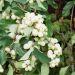 Symphorine Albus White Hedge