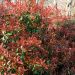 Photinia X fraseri 'Red Robin'