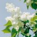 Lilas ou Syringa vulgaris 'Mme Lemoine'