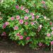 Rosa rugosa Rubra
