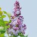 Lilas Michel Buchner
