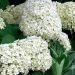 Hortensia arborescens Annabelle