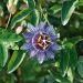 Passiflore Purple Haze