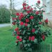 Camélia ou Camellia japonica Kramers Suprême