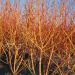 Cornus sanguinea WINTER FLAME ® Anny