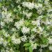 Jasmin Etoilé ou Trachelospermum jasminoides