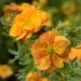 Potentille arbustive DOUBLE PUNCH ® Tango ‘Minora07’