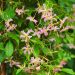 Jasmin étoilé ou Trachelospermum asiaticum