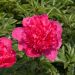 Pivoine lactiflora hybride Félix Crousse