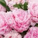 Pivoine lactiflora hybride Sarah Bernhardt
