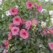 Hibiscus moscheutos PLANET ® GRIOTTE 'Tangri'