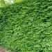 Charmille, charme commun ou Carpinus betulus
