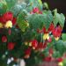 Abutilon megapotamicum ou Abutilon vivace grimpant