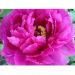 Pivoine arbustive Shima Daijin