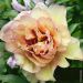 Pivoine hybride intersectionnelle ou Paeonia X Itoh ‘Callies Memory’