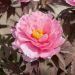 Pivoine arbustive ou Paeonia suffruticosa ‘Yachiyo Tsubaki’