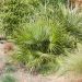 Palmier Chamaerops humilis ‘Compacta’ ou Palmier nain méditerranéen compact