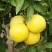 Pamplemousse Pomelo ou Citrus paradisi