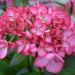 Hortensia macrophylla DUTCH LADIES ® Salsa Sidsalimp