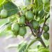Kiwaï autofertile, Kiwi de Sibérie ou Actinidia arguta ‘Issaï’