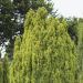 Faux cyprès de Lawson d’Ellwood doré ou Chamaecyparis lawsoniana ‘Ellwood’s Gold’