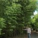 Bambou Phyllostachys nuda