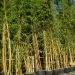 Bambou phyllostachys bambusoides holochrysa