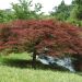 Erable du Japon Dissectum Garnet