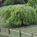 Erable du Japon Dissectum Viridis