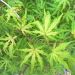 Erable du Japon Reticulatum Red